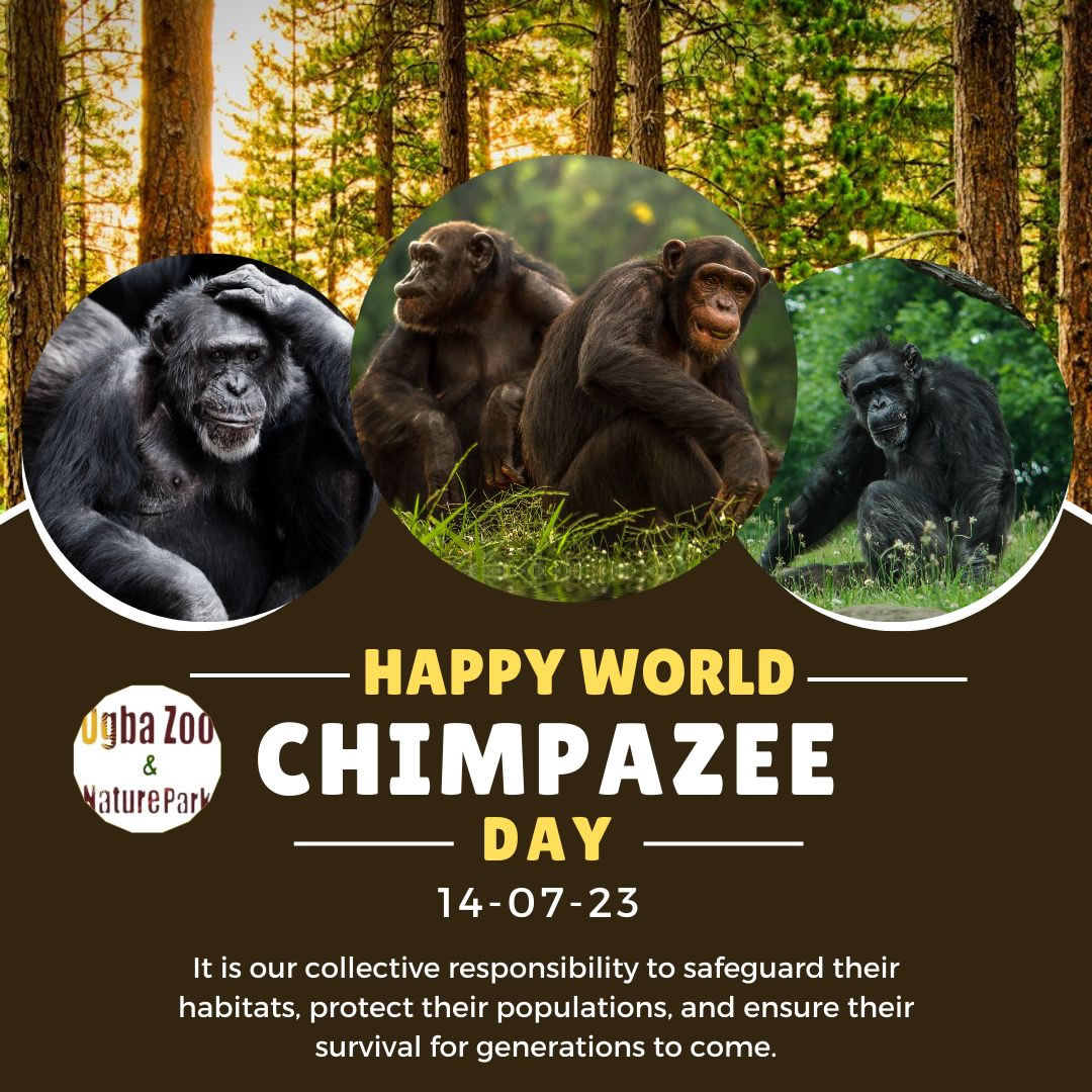 chimapnzee day